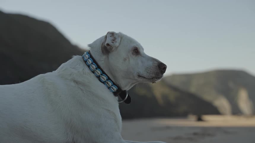 White dog with a blue collar rests on a beach