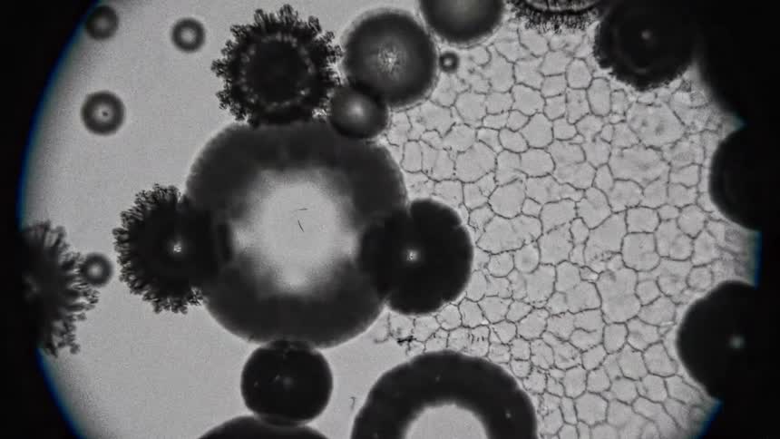 Cells and organisms move under the microscope lens
