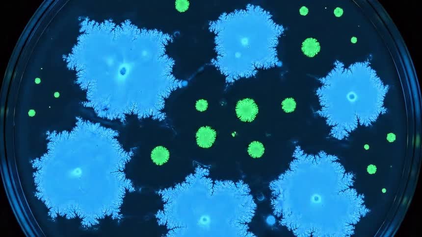 Samples expand in a petri dish glowing against a darker background