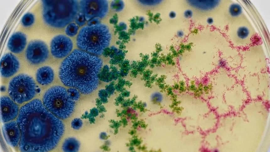 Bacteria is shown in a time lapse as it grows in a petri dish