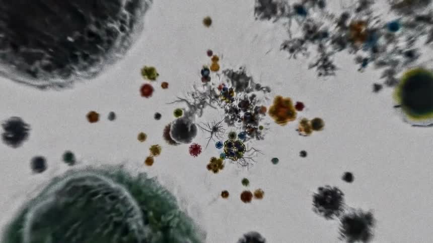 Zooming in on a petri dish shows the details of a single microbial colony