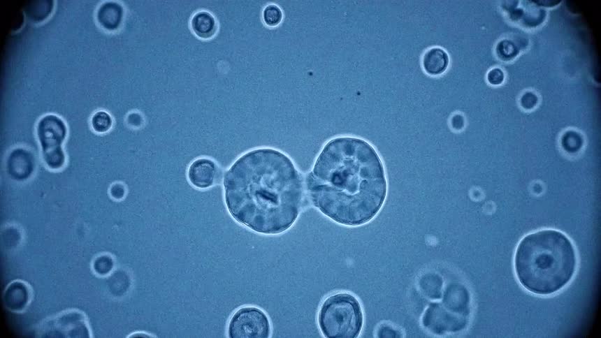 Closeup view of small blue cells under a microscope