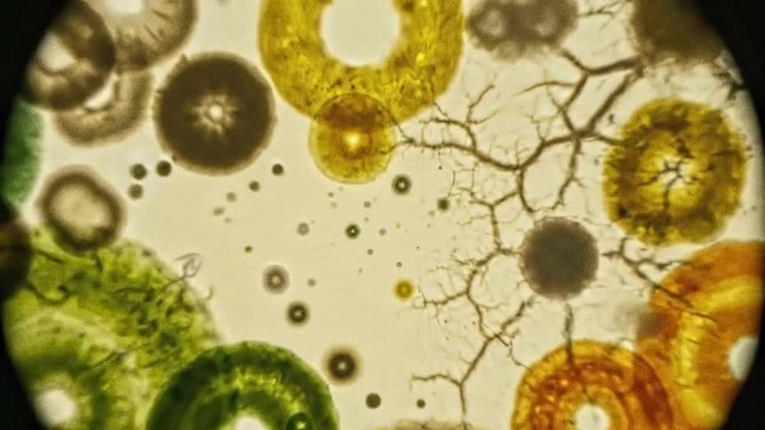 A circular view through a microscope shows various single celled organisms swimming around a clear background before a number of different circular fungi with various colors and textures slowly begin to grow and expand