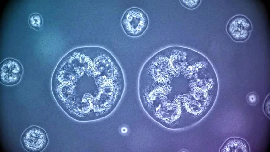 Cells observed through a microscopic lens on a bluish background