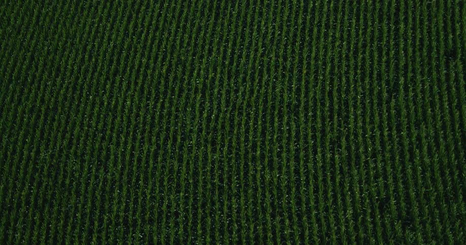 Aerial of an agricultural field of crops in perfect rows