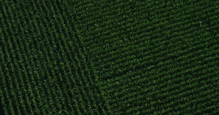 Aerial view of neatly patterned green crop fields