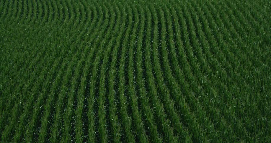 Aerial View of Lush Green Crop Rows Growing in a Field for Agriculture and Farming
