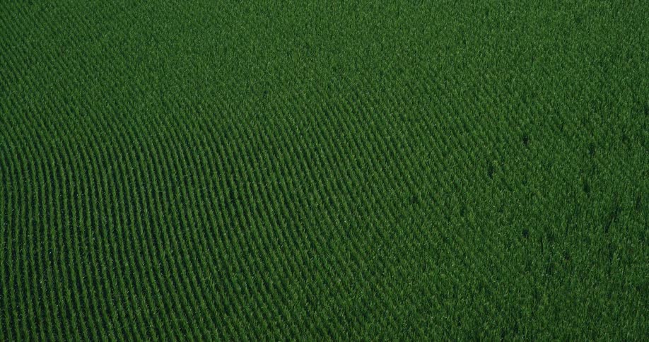 The Crops Fill the Landscape of Agriculture and Farming