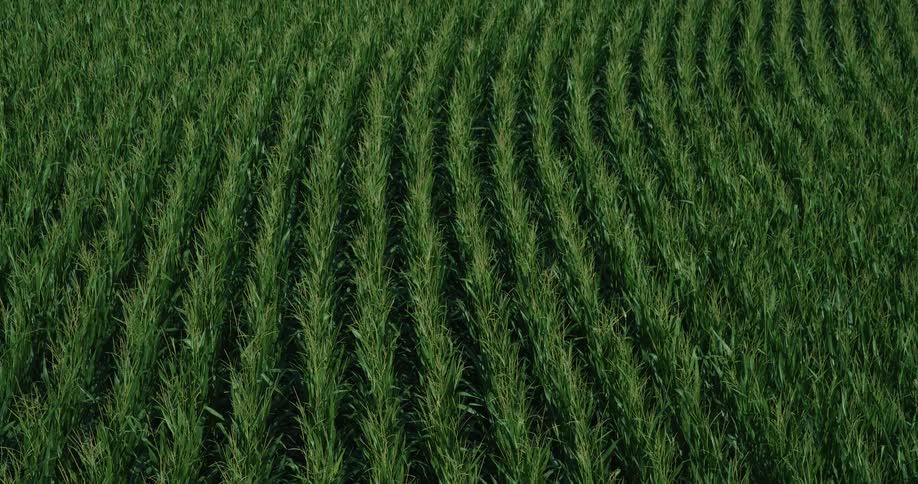 An aerial view shows a large dark green field with rows of tall corn stalks moving back and forth in a breeze