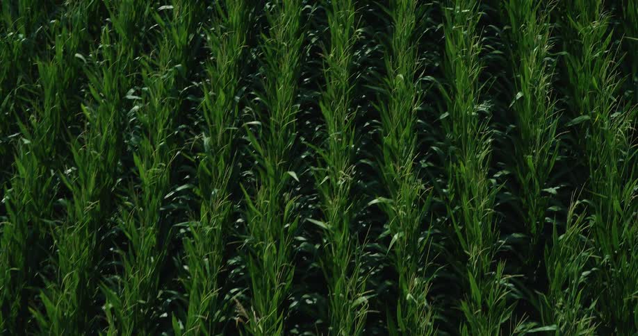Rows of green plants aligned in a crop field