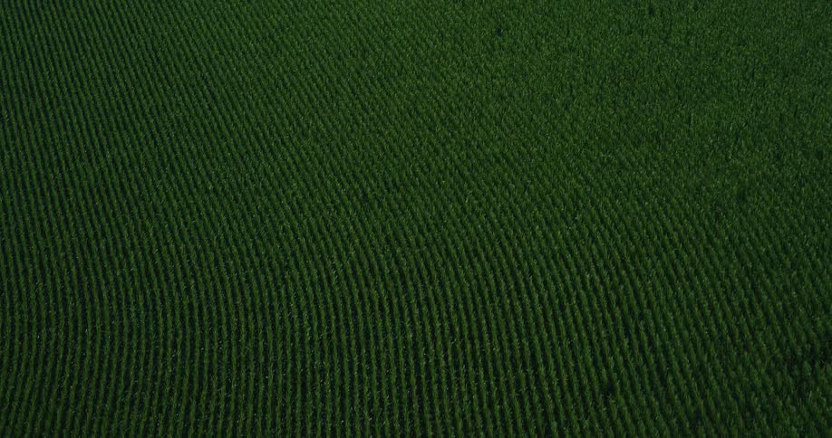 An aerial view looks down on a vast dark green farm field with rows of crops running from the top of the frame down toward the bottom right