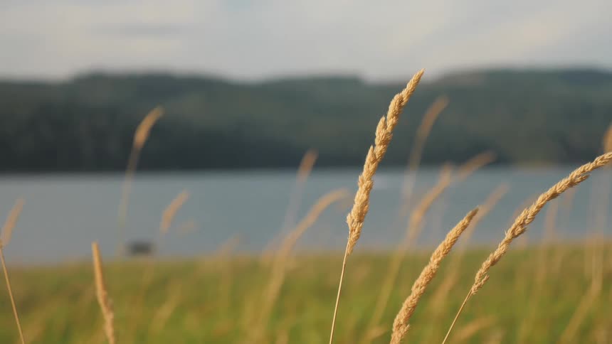 Golden grass stalks sway by a calm lakeshore