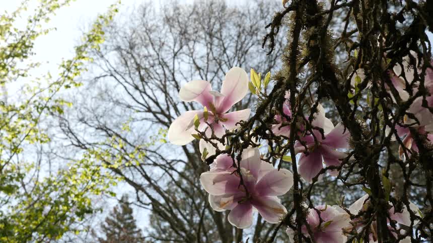 Based on the images from the video a closeup shot shows a flowering tree branch with large lightcolored blossoms the sky is bright and white with thin branches of other trees visible in the background