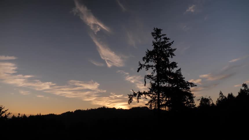 Silhouettes of trees against the sunsetcolored sky