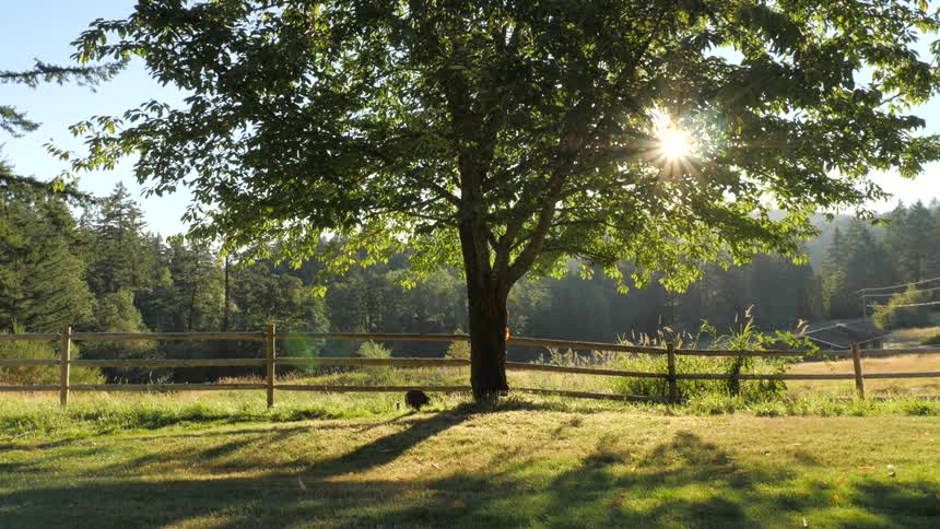 Sun shining through the crown of a tree in a fenced field