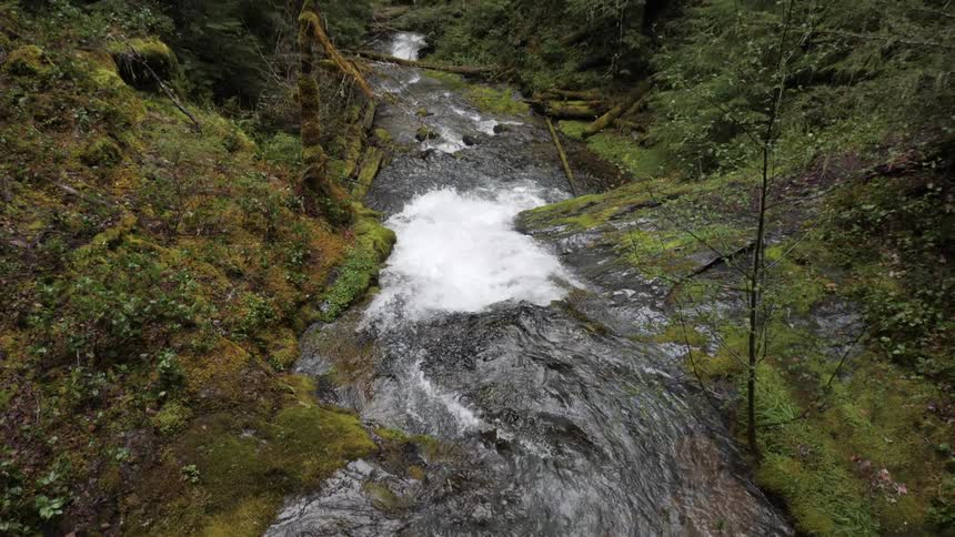 River stream flowing through dense mosscovered forest