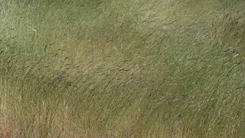 A field of tall green grass sways in the sunlight with scattered seed heads visible
