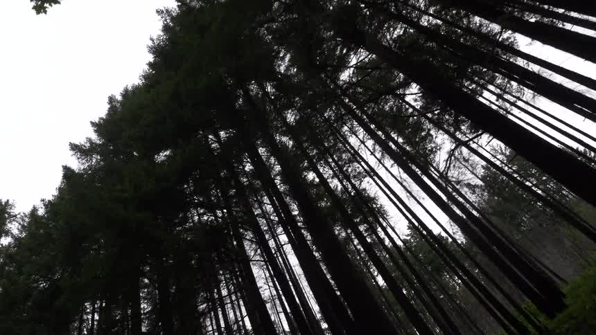 A low angle view from within a forest looks up at the tall dark trunks and crowns of the trees as they are silhouetted against a pale overcast sky