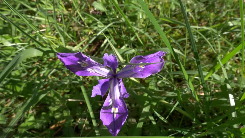 Purple flower blooming among grass leaves