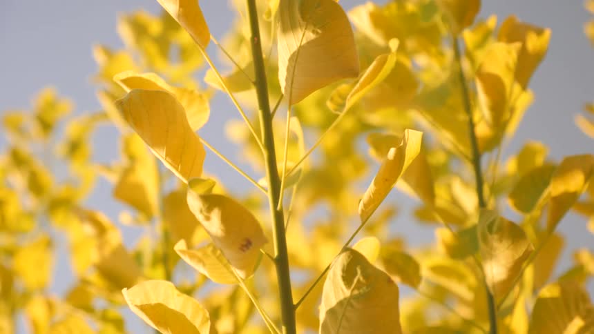 The leaves are all yellow on the trees