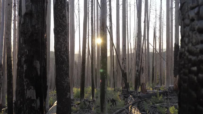 Burnt forest with charred trees and the sun rising in the background