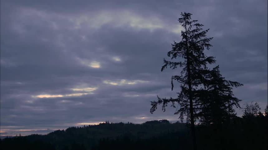 Time passes over a forest
