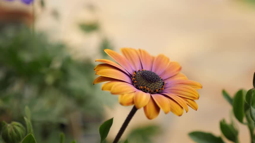 Closeup of a beautiful orange and purple daisy