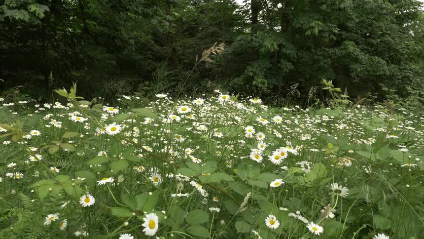 Dense cluster of white daisies growing in a natural meadow