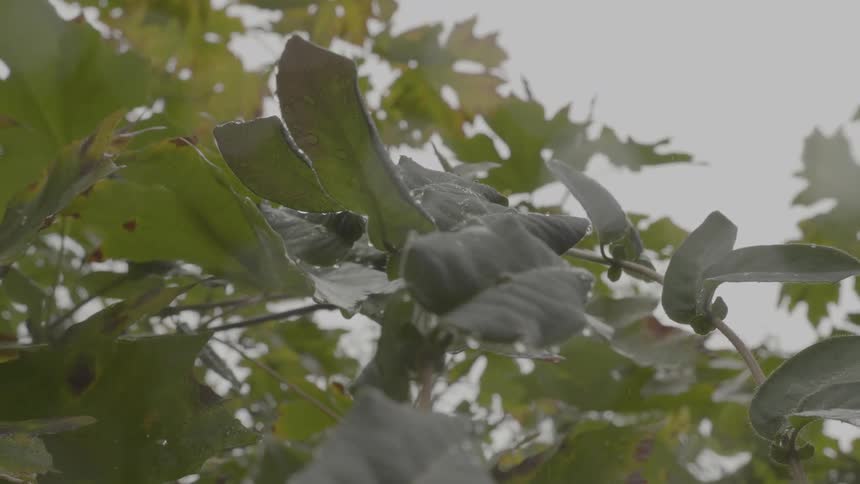 Green leaves with raindrops on a branch lit by diffused light