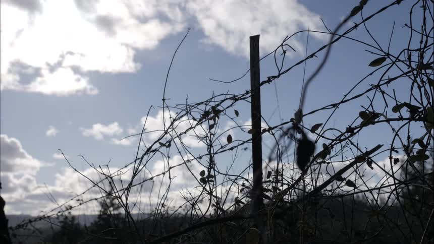 A static shot shows overgrown vines on a barbed wire fence silhouetted against a bright sky with slowly moving clouds