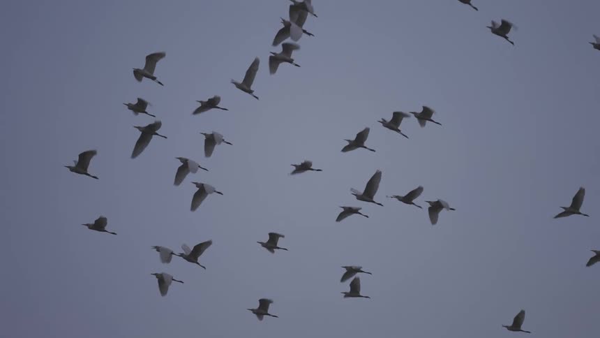 A flock of birds glides across a dusky sky