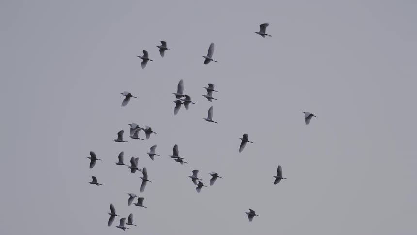 Flock of birds flying in a cloudy sky