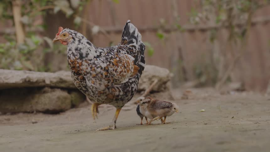 Speckled hen walking with chicks beside her