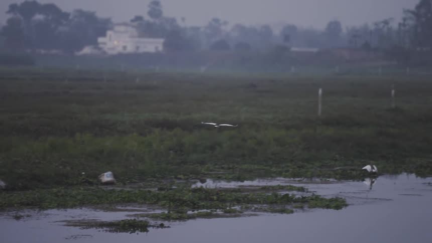 Lone bird flies over wetlands at dusk