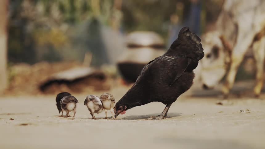 Based on the images from the video a large black hen is seen with three small chicks gathered closely around her on a dirt path the hen is shown pecking at the ground seemingly to find food for her chicks in the blurred background there appears to be