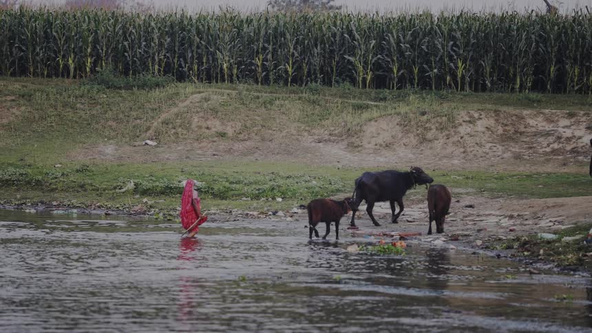 Woman walks by a river with buffaloes near a cornfield
