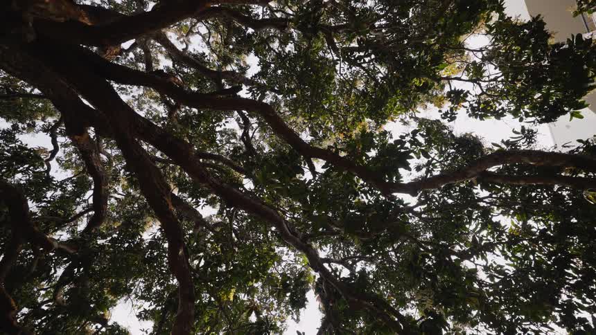 A low angle view looks up at the large spreading branches of a tree with dense green foliage and dangling strands of light colored moss against a pale sky