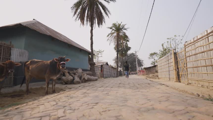 A boy running barefoot down a street with brick pavement between an old house and reed walls and gates and passing two brown cows
