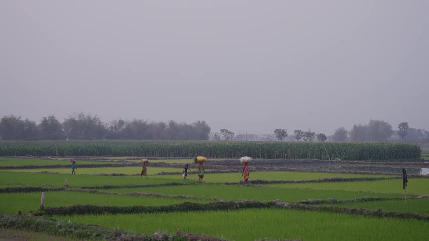 Farmers walk through lush rice fields in a traditional rural indian setting
