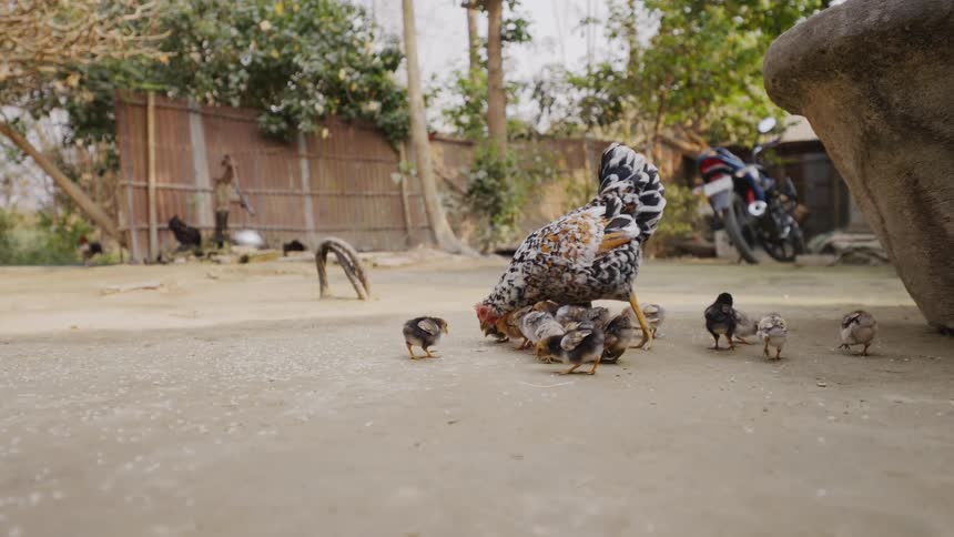 A large speckled hen watches over her brood of small chicks as they scurry around her feet and peck for food in a dirt yard