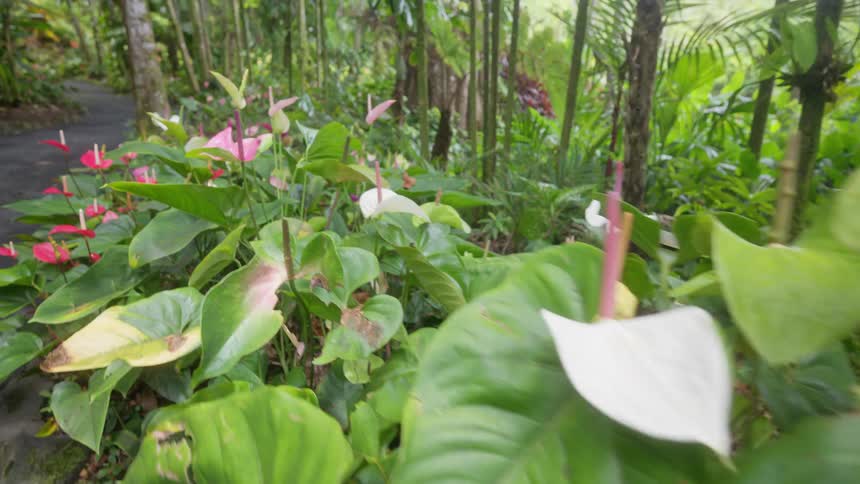 Many colorful flowers line a forest path