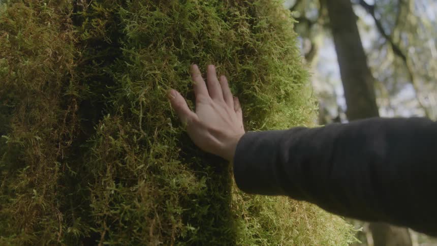 Based on the images from the video a closeup shot shows a hand touching green moss or lichen on a tree trunk the scene is set in what appears to be a damp forested environment