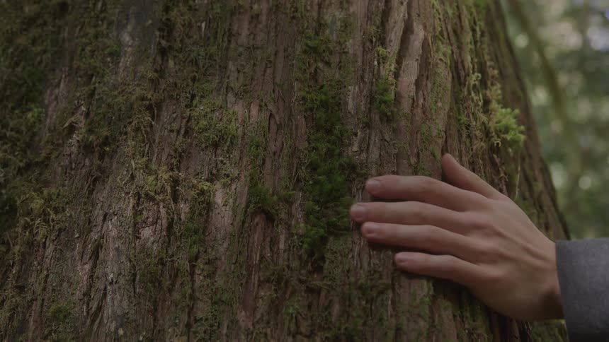 A person slowly runs their hand across a large tree trunk covered in moss