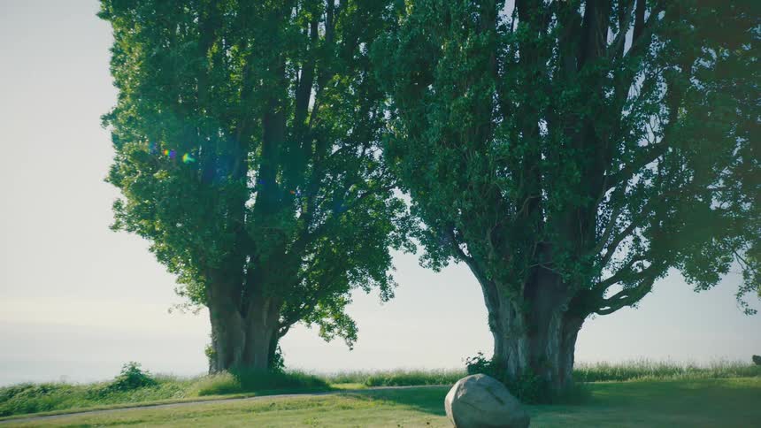 Two trees standing side by side on a green field at midday their tall branches filled with lush green leaves