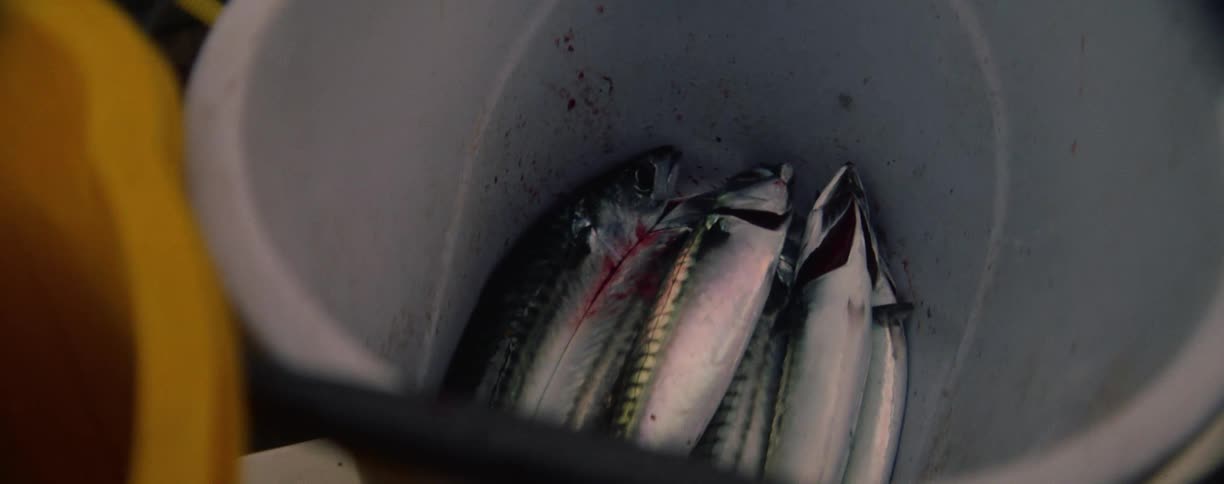A close downward angled view shows several large silver and green fish with black stripes and open mouths packed into a white bucket with some blood on the side
