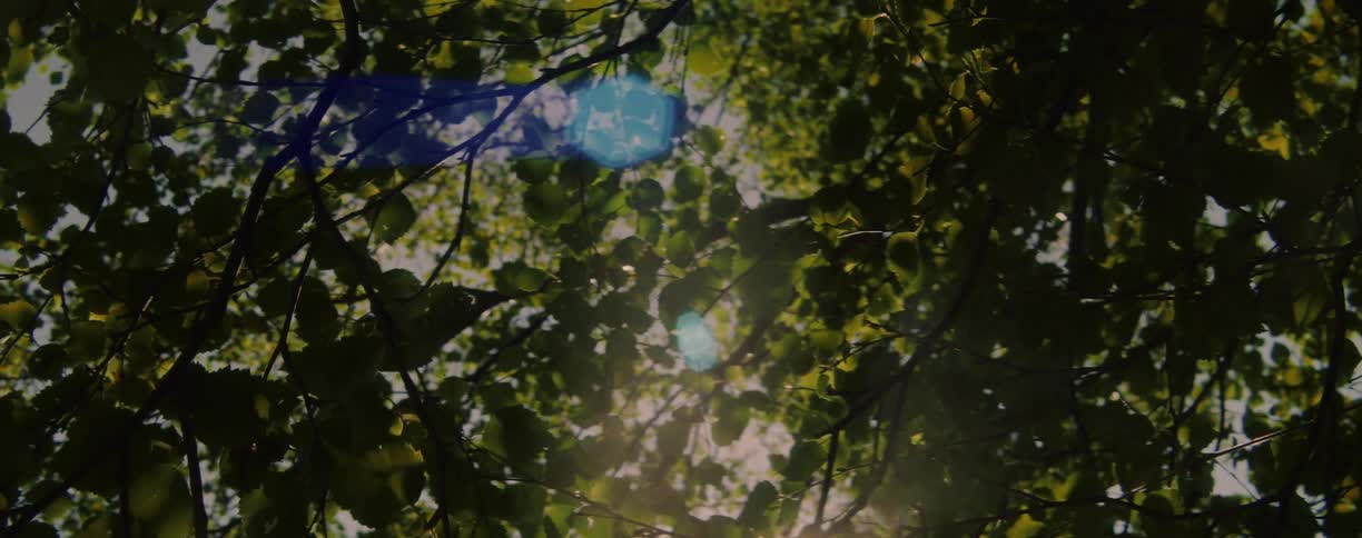 Sunlight shines through the trees in the woods as the wind blows the leaves