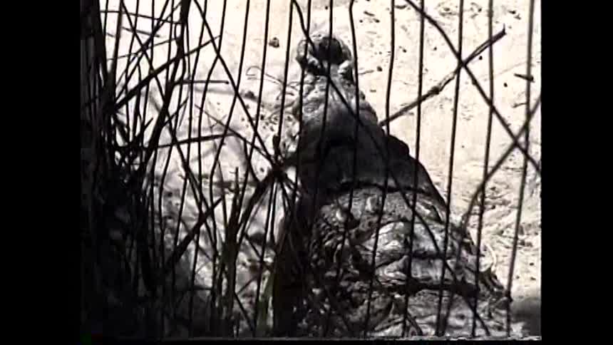 Crocodile rests near a fence in a sandy area