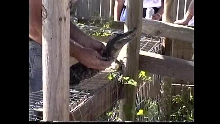 A persons hands holding a small alligator as it twists and turns