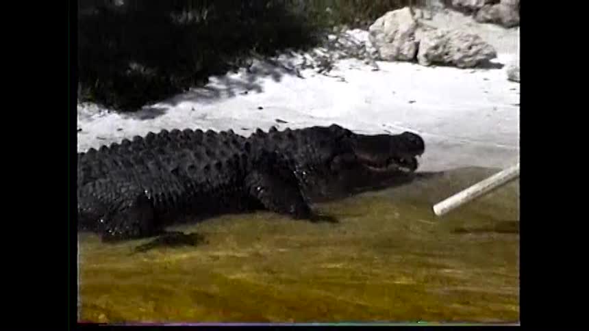 The video shows an alligator in a muddy shallow pool with its mouth wide open a man with a long stick approaches using it to interact with the large reptile which snaps its jaws shut