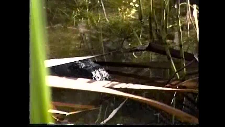 The alligator is floating in the swamp